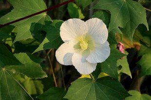 黄色野菊花