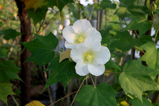 白色木芙蓉花