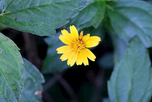 黄色野菊花