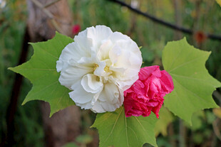 白色木芙蓉花