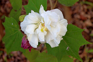 白色木芙蓉花