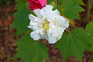 白色木芙蓉花