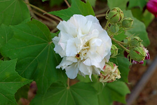 白色木芙蓉花
