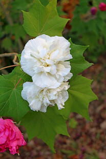 白色木芙蓉花