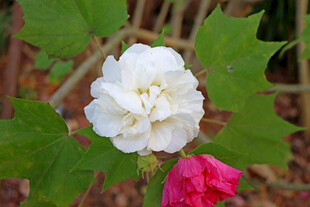 白色木芙蓉花