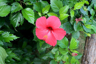 扶桑花