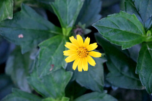 黄色野菊花