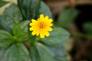 黄色野菊花