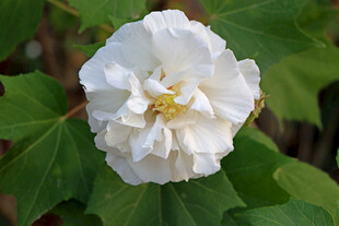 白色木芙蓉花