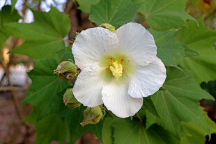 白色木芙蓉花