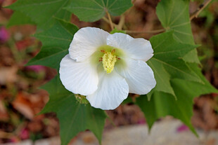 白色木芙蓉花