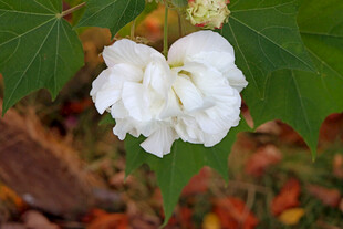 白色木芙蓉花