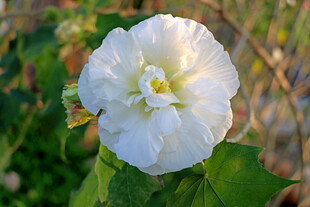 白色木芙蓉花