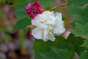 白色木芙蓉花