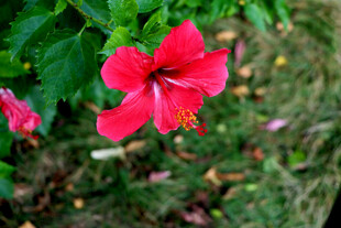 扶桑花