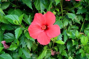 扶桑花