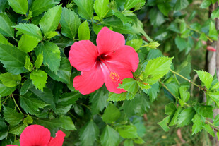 扶桑花