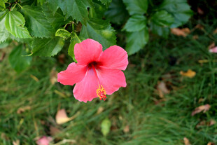 扶桑花