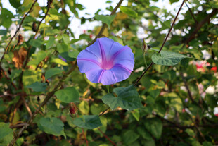 牵牛花