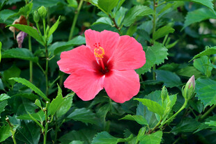 扶桑花