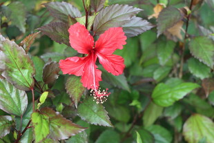 扶桑花