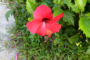 扶桑花