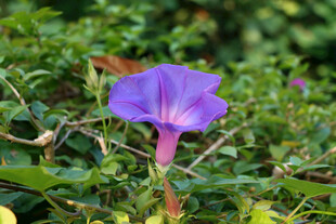 牵牛花