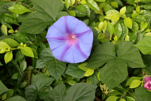 牵牛花