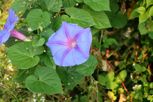 牵牛花