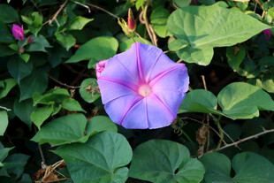 牵牛花