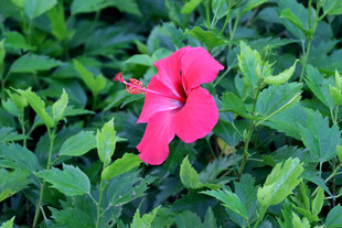 扶桑花