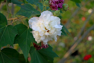 白色木芙蓉花