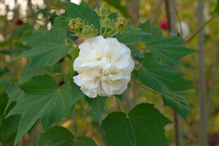 白色木芙蓉花