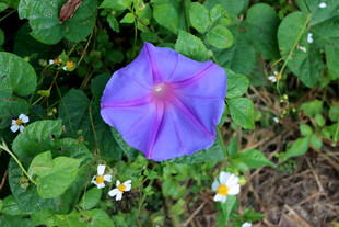 牵牛花