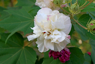 白色木芙蓉花