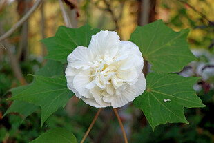 白色木芙蓉花