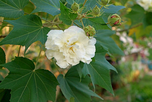 白色木芙蓉花
