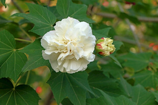 白色木芙蓉花