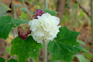 白色木芙蓉花