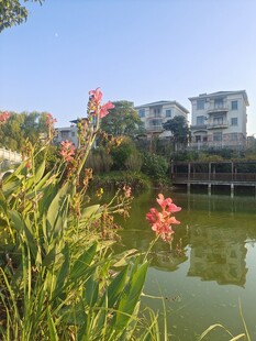 河畔风景摄影