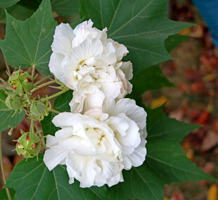 白色木芙蓉花