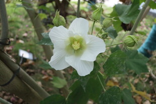 白色木芙蓉花
