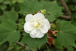 白色木芙蓉花