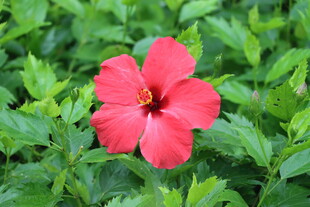 扶桑花