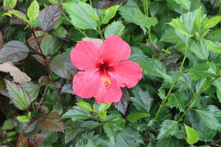 扶桑花