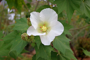 白色木芙蓉花