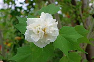 白色木芙蓉花