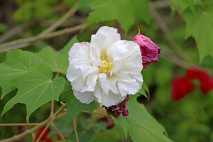 白色木芙蓉花