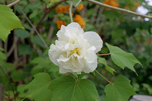 白色木芙蓉花