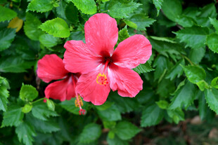 扶桑花